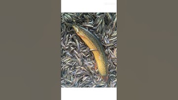 trại cá giống sơn phát Bình Phước cung cấp đầy đủ các loại cá giống nước ngọt LH0372076731e sơn TV a