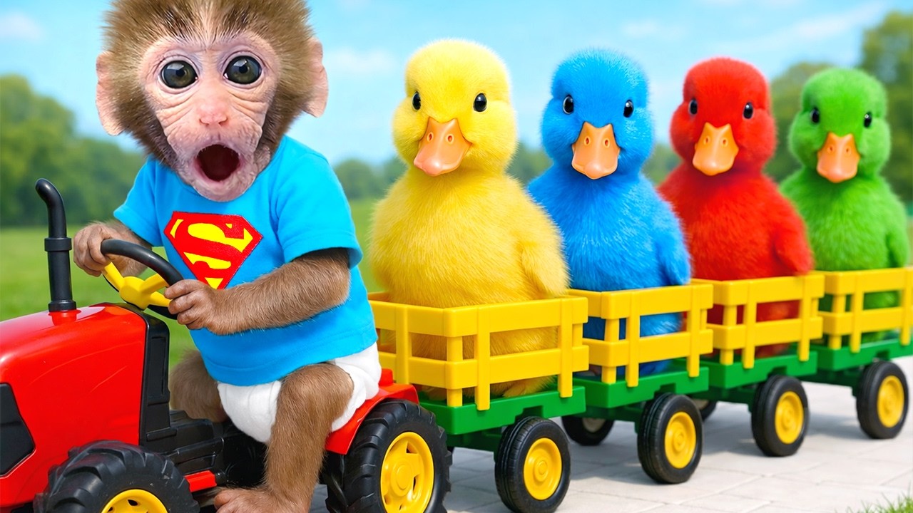 ลิงน้อย BonBon ขับรถหัวลากขนฟืนไปยังคฤหาสน์เพื่อสร้างบ้านเล็ก ๆ ให้ลูกเป็ดน่ารัก