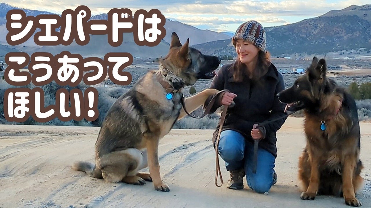 【ジャーマンシェパード】訓練していないシェパードはシェパードにあらず😊