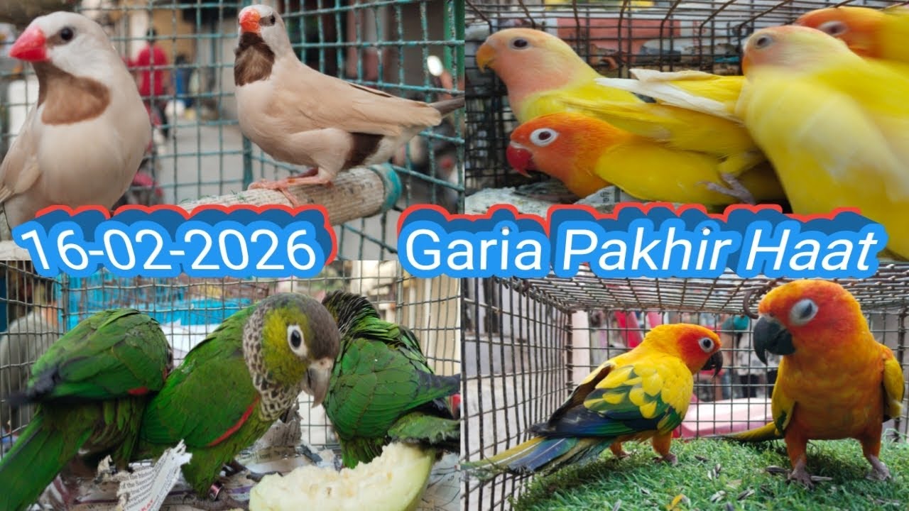 Exotic Bird Market Garia. গড়িয়া বিদেশী পাখির হাট। Garia Bird Market Price. গড়িয়া পাখির হাট।