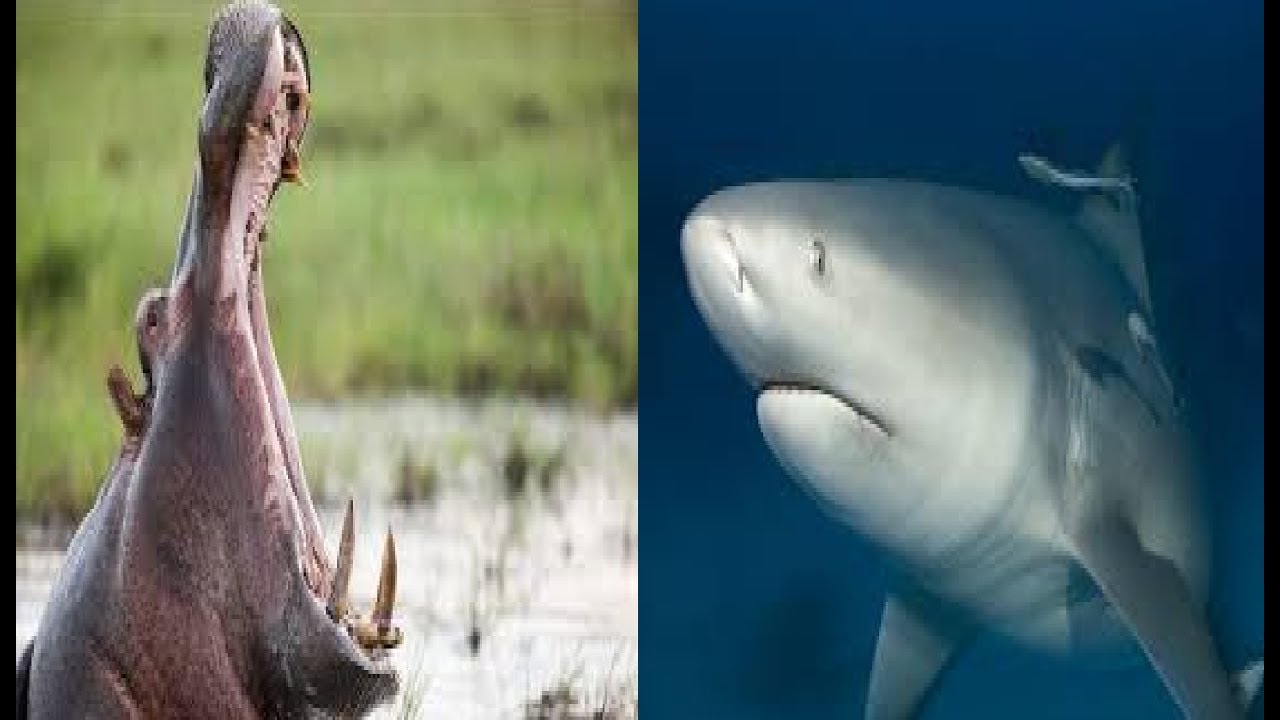 Animal Face Off Hippo Vs Bull Shark But With Jokes Youtube