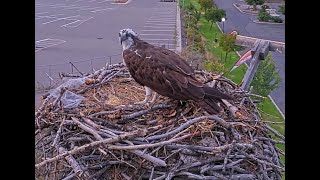 Hellgate Canyon Ospreys 2025 ~ Iris & Mystery Male and a Fish, July 29, 2025