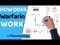 How does warfarin work  pharmacology