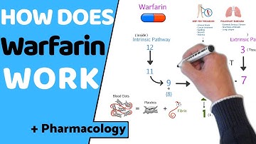 How does Warfarin Work? (+ Pharmacology)
