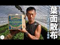 【いちご栽培】この時期に葉面散布をする理由