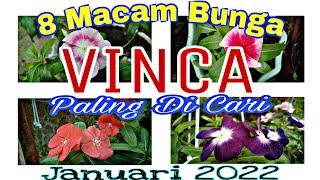 8 Macam Bunga Vinca / Tapak Dara Paling Di Cari 2022 #Bunga_Vinca #Bunga_Petunia
