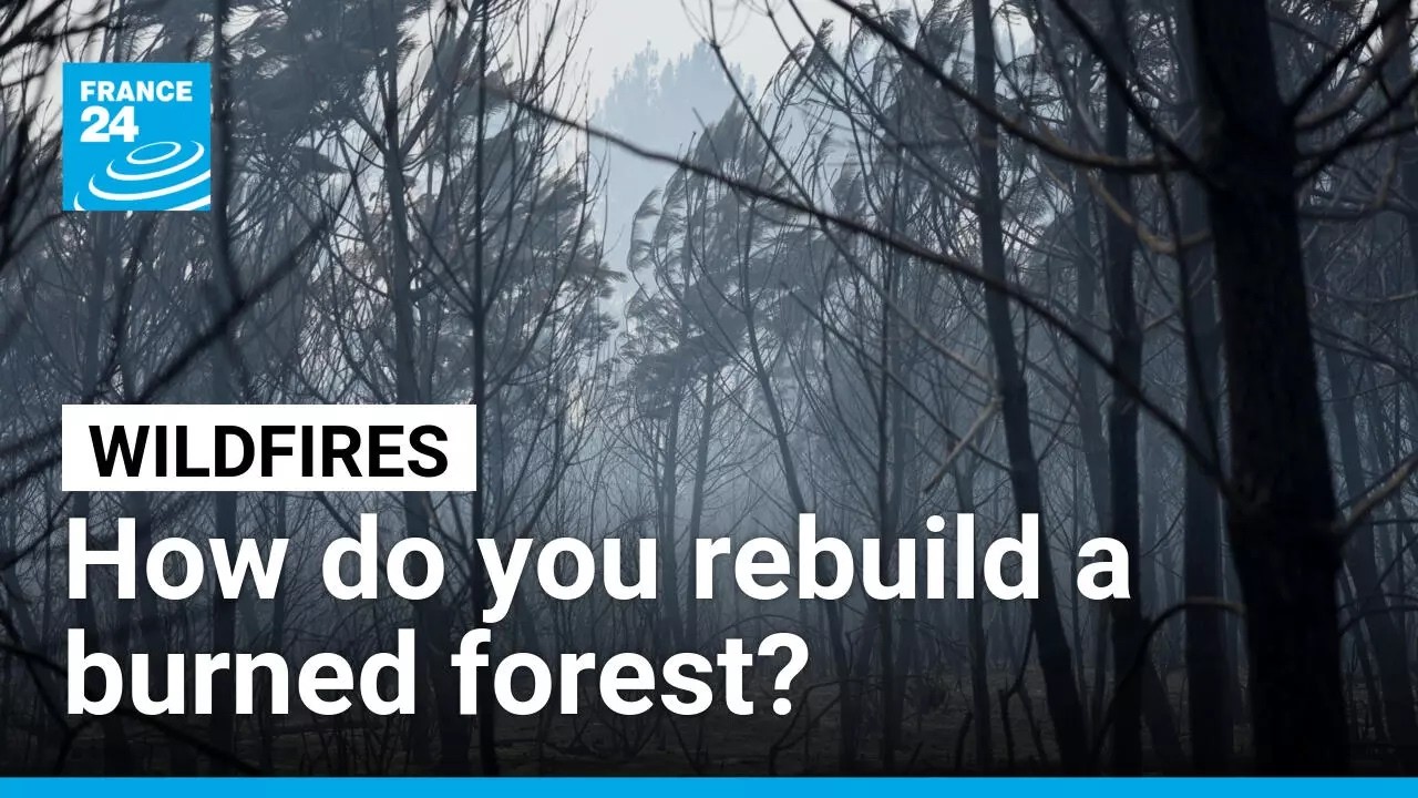 As fires still blaze, France thinks about how to rebuild its forests • FRANCE 24 English