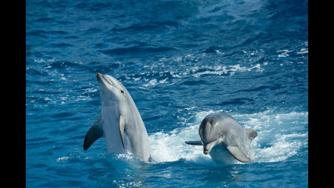 A Quick Guide To The Dolphin Habitat