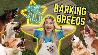 Top 10 Dog Breeds that BARK the most!? | Dr. Lindsay Butzer's Veterinarian Opinion by Doctor Lindsay Butzer DVM 800 views 2 months ago 6 minutes, 9 seconds