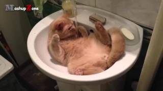 Compilation de chats droles