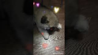 Кеесхонд/Вольфшпиц питомник Серебряный Амулет Кеесхонд/Вольфшпиц питомник Серебряный Амулет
