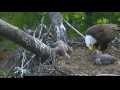 DC Eagles - **Disturbing Video** Eaglet has it's leg caught