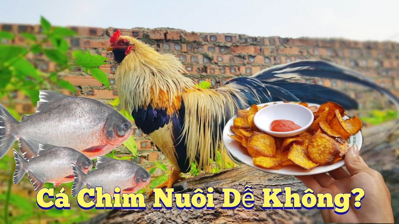 Thử Nuôi Cá Chim-So Sánh Vẻ Đẹp Tân Châu Cùng Khoai Lang Rán / HIỆP ...