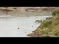 Zebra&#39;s taking the risk of crossing the Mara river full of crocs