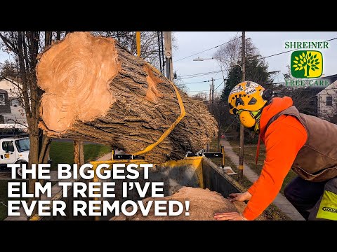 Video: Camperdown Elm Tree Care - Lär dig om The Weeping Camperdown Elm Tree