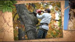 Tree Service, Germantown, TN (901) 674-8010