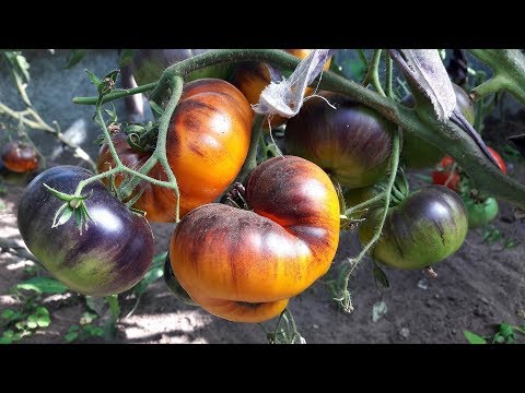 Видео: Информация о помидорах White Beauty - узнайте о выращивании помидоров White Beauty