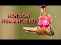 Photographing Hummingbirds of Colombia