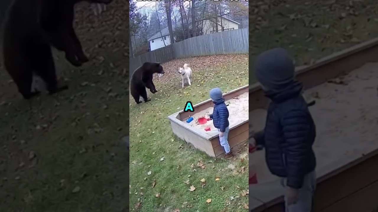 Собака спасла ребенка от нападения медведя 