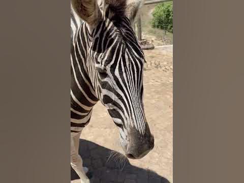 Мартин из Мадагаскара 🦓🤍 - YouTube