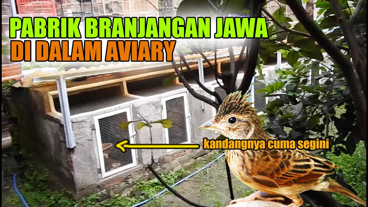 BRANJANGAN JAWA GAK JADI PUNAH DI TANGAN OM MUSLIM, BERKAH REJEKI LANCAR MENGALIR DARI KANDANG INI