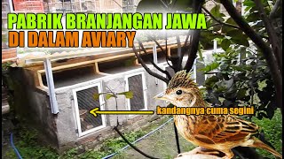 Download Lagu BRANJANGAN JAWA GAK JADI PUNAH DI TANGAN OM MUSLIM, BERKAH REJEKI LANCAR MENGALIR DARI KANDANG INI MP3