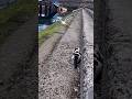 ミナトネコvsウミネコ