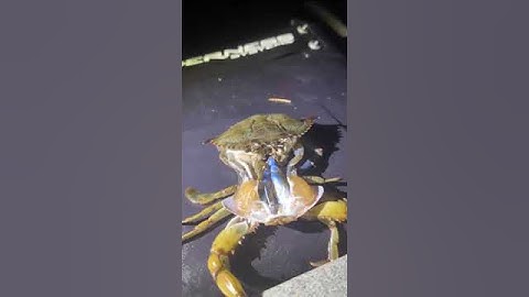 Yes, a crab