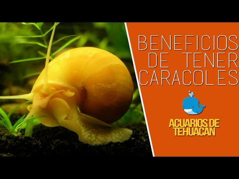 Video: Cómo Mantener Un Caracol De Acuario