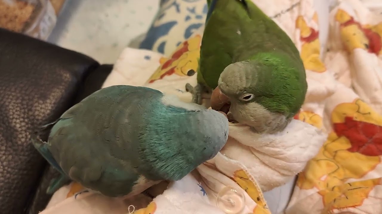 和尚鸚鵡與彩鳳(虎皮)(2)