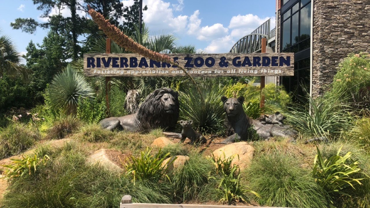 Riverbanks Zoo And Garden Columbia South Carolina Baby Gorilla S Grizzly Bear Elephants Youtube