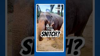 What is John doing? || Hilarious Animal Dubs #shorts #comedy #funny  #funnyanimals #elephant