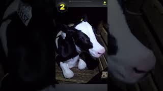 3 Proofs That Dairy Is Scary