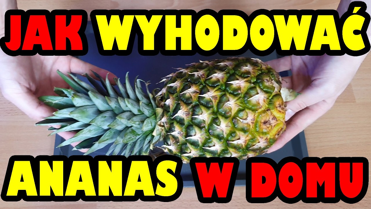 Ananas uprawa w domu - jak zaczać - YouTube