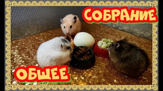 !!!!ОБЩЕЕ СОБРАНИЕ!!    #хомка #хомячок #хомячки #грызун #грызуны #сирийскийхомяк #джунгарскийхомяк