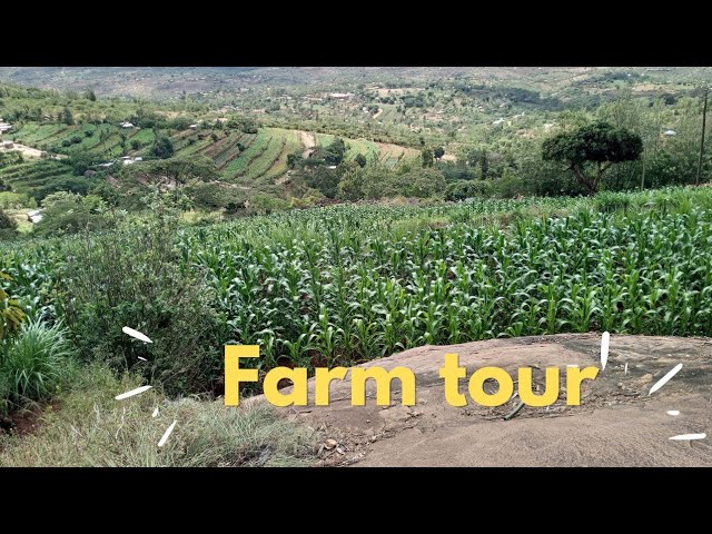 FARM TOUR||KAMBALAND|| SHAMBA TOUR #machakos class=