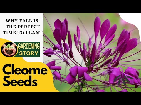 Vídeo: Qual é a melhor época para plantar sementes de cleome?