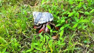 Hermit Crab Pearl On A Adventure