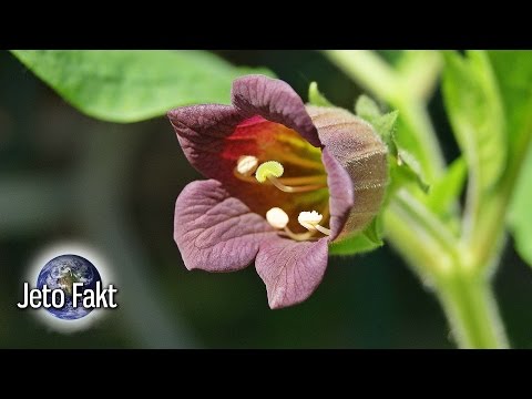 Video: Rostliny Jsou Pro Domácí Mazlíčky Nebezpečné. Seznam Jedovatých Rostlin