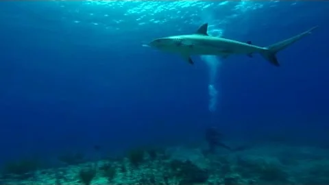 Stephanie Ruhle Dives Into 'Shark Land'