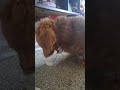 Dachshund vs. Pup Cup #dog #dachshund #puppy