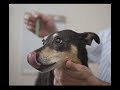 Easy way to brush a dog's teeth