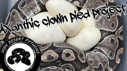 The Axanthic Clown Pied Project Clutch 10 | High Desert Pythons