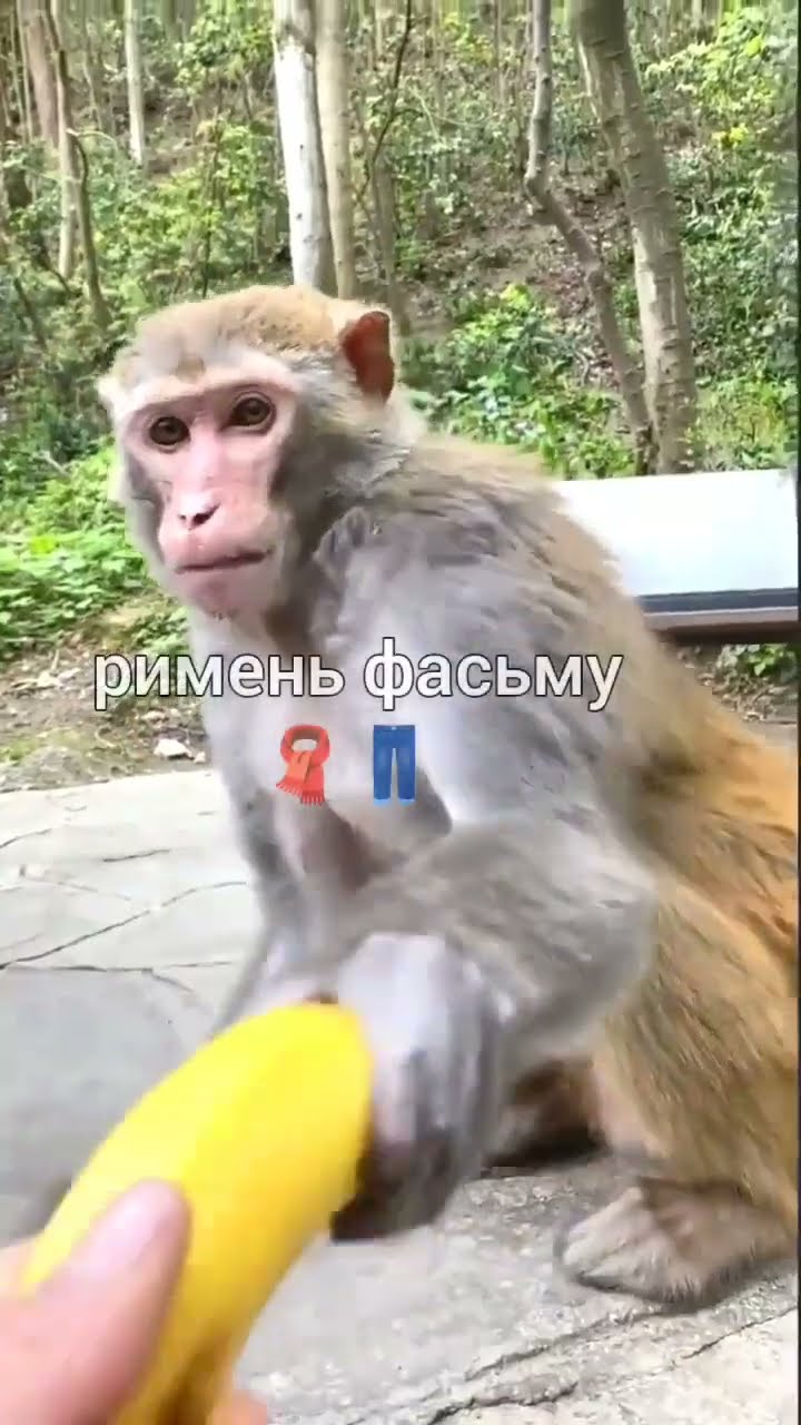 мама я татуировку на руке... #путін #брадок #монке #забибизян #бибизяны ...