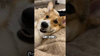 Can I order one large virtual hug?  #funny #corgi #puppy #short