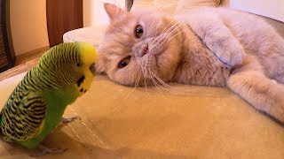 Весёлый говорящий попугай Кеша и смешной кот Марсик.