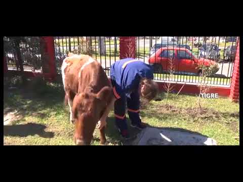 El COT socorrió una vaca que corría peligro en una calle de Benavídez