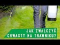 Jak Pozbyć Się Chwastów Z Trawy