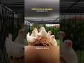 10 चिड़िया ने बना दिया पूरा Bird Kingdom, Bird Breeding पूरा सच | #shorts