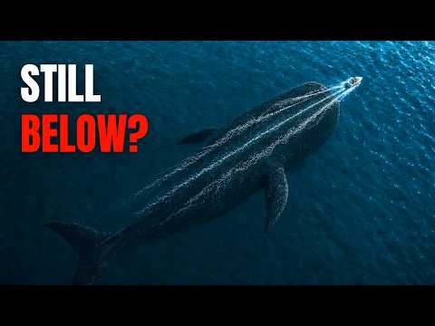 Could The Livyatan Still Be Hiding In The Deep Ocean?